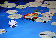 Kat O'Connor lily pad pond flower oil painting