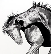 Kat O'Connor Horses Drawing conte